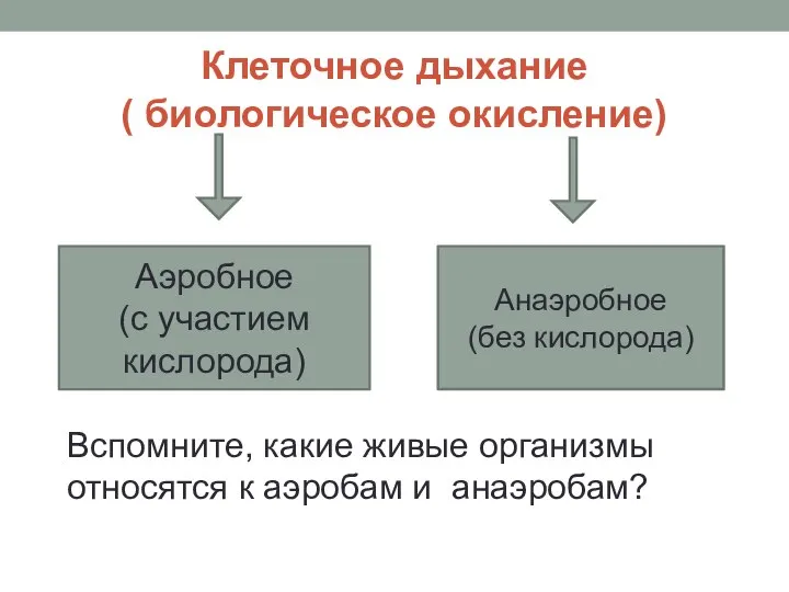 Клеточное дыхание ( биологическое окисление) Анаэробное (без кислорода) Аэробное (с участием кислорода)