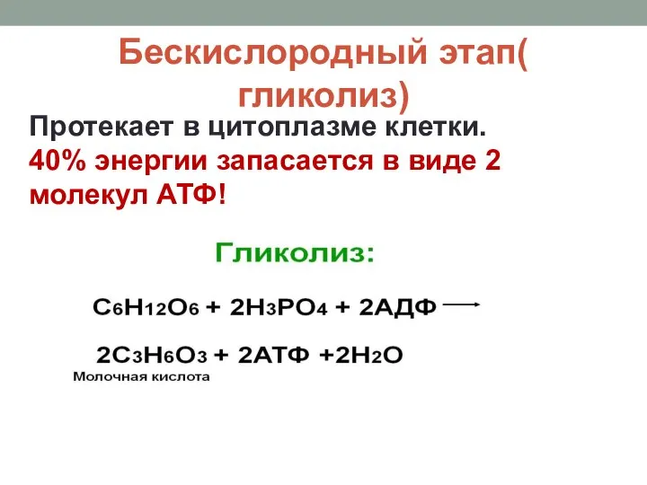 Бескислородный этап( гликолиз) Протекает в цитоплазме клетки. 40% энергии запасается в виде 2 молекул АТФ!