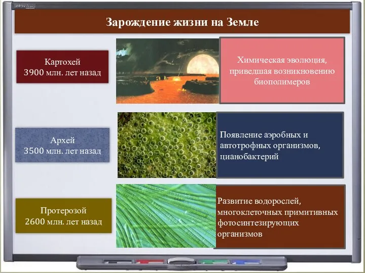 Зарождение жизни на Земле Картохей 3900 млн. лет назад Архей 3500 млн.