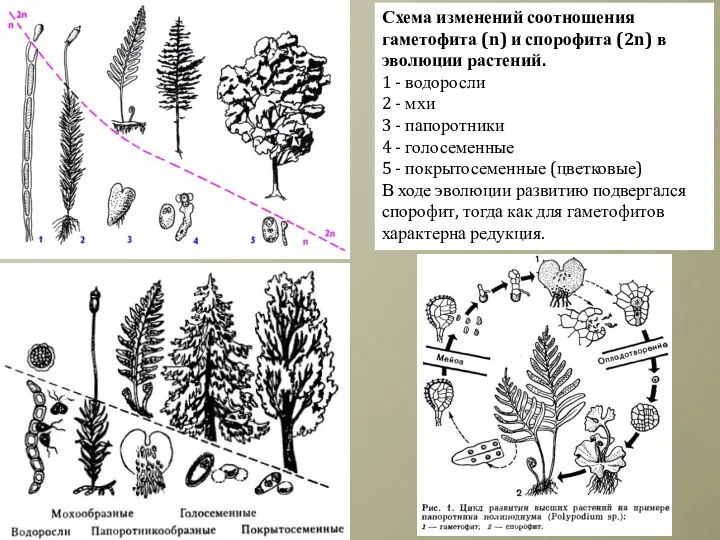 Схема изменений соотношения гаметофита (n) и спорофита (2n) в эволюции растений. 1