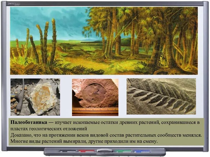 Палеоботаника — изучает ископаемые остатки древних растений, сохранившиеся в пластах геологических отложений