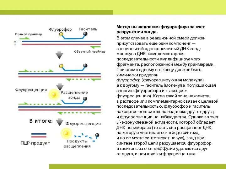 Метод выщепления флуорофора за счет разрушения зонда. В этом случае в реакционной