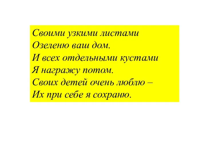 Своими узкими листами Озеленю ваш дом. И всех отдельными кустами Я награжу