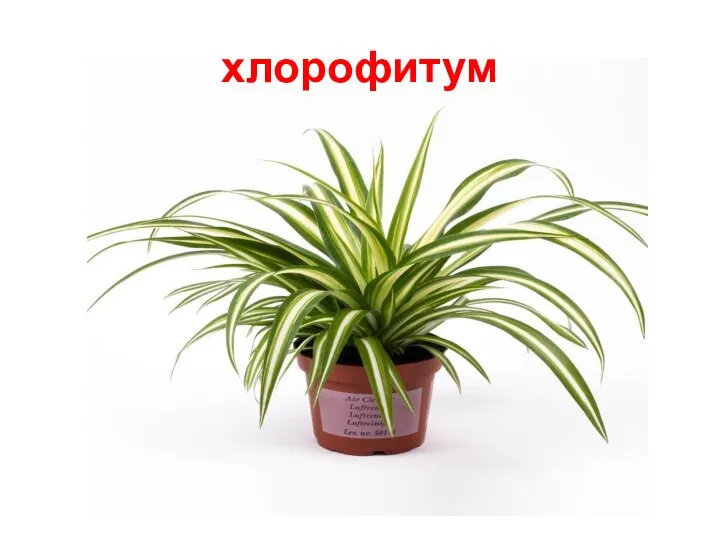 хлорофитум