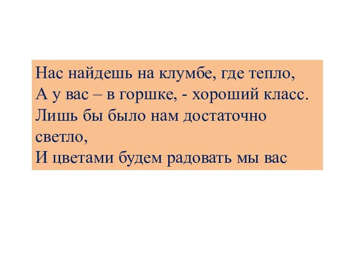 Нас найдешь на клумбе, где тепло, А у вас – в горшке,