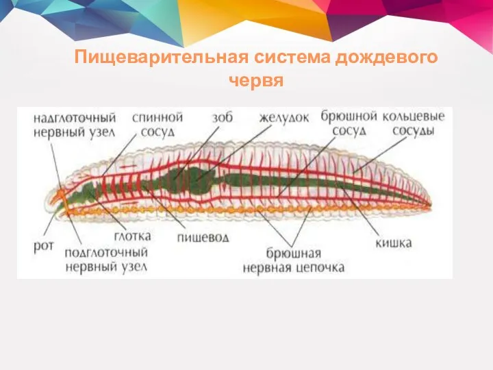 Пищеварительная система дождевого червя