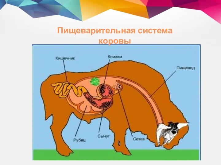 Органы пищеварительной системы коровы. Органы пищеварения коровы. Органы пищеварения жвачных животных. Строение пищеварительной системы жвачных животных. Пищеварительная система беспозвоночных.