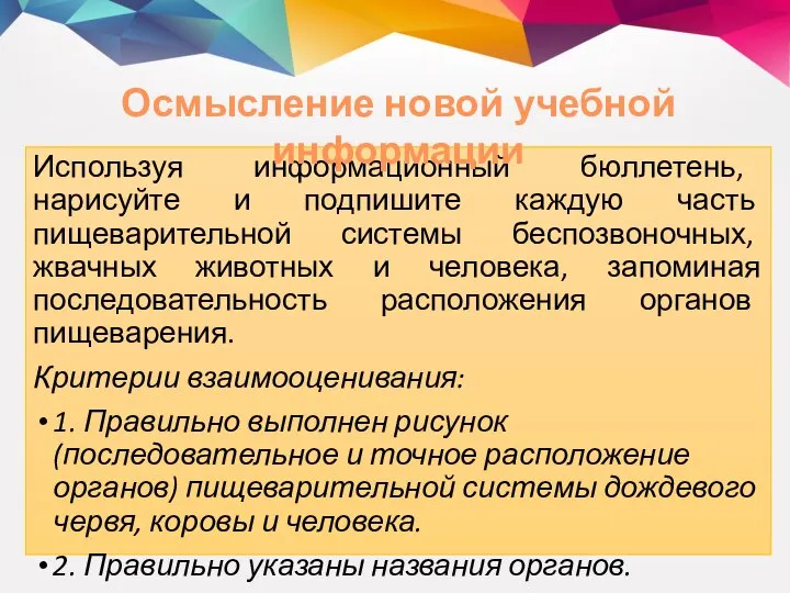 Используя информационный бюллетень, нарисуйте и подпишите каждую часть пищеварительной системы беспозвоночных, жвачных