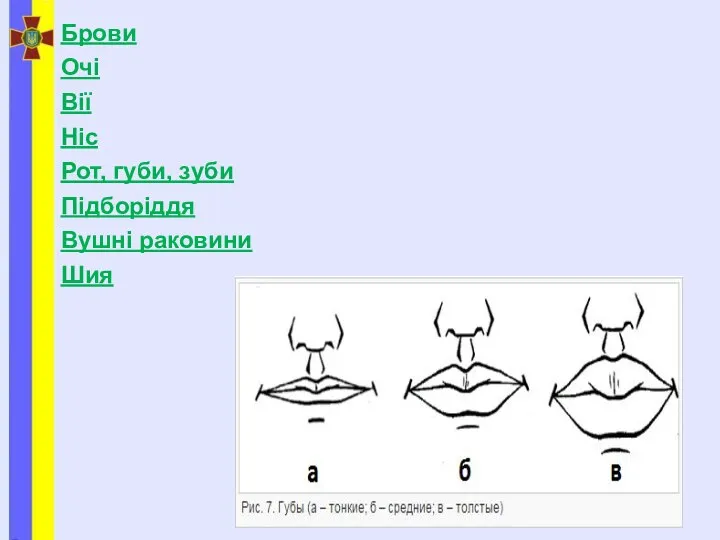 Брови Очі Вії Ніс Рот, губи, зуби Підборіддя Вушні раковини Шия