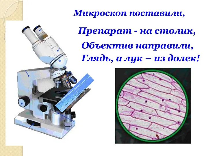 Микроскоп поставили, Препарат - на столик, Объектив направили, Глядь, а лук – из долек!