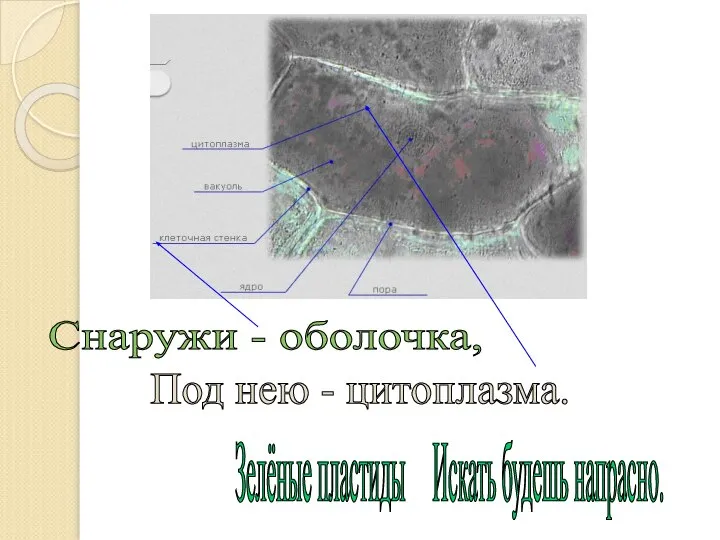 Снаружи - оболочка, Под нею - цитоплазма. Зелёные пластиды Искать будешь напрасно.