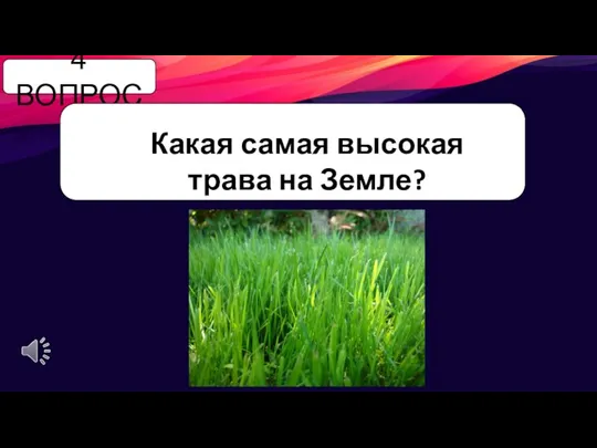 4 ВОПРОС Какая самая высокая трава на Земле?