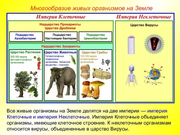 Многообразие живых организмов на Земле Все живые организмы на Земле делятся на