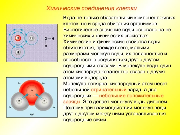 Химические соединения клетки Вода не только обязательный компонент живых клеток, но и