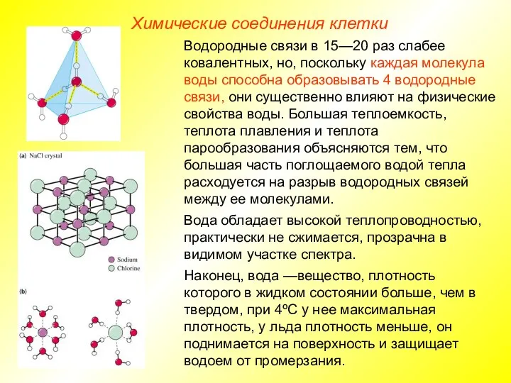 Химические соединения клетки Водородные связи в 15—20 раз слабее ковалентных, но, поскольку