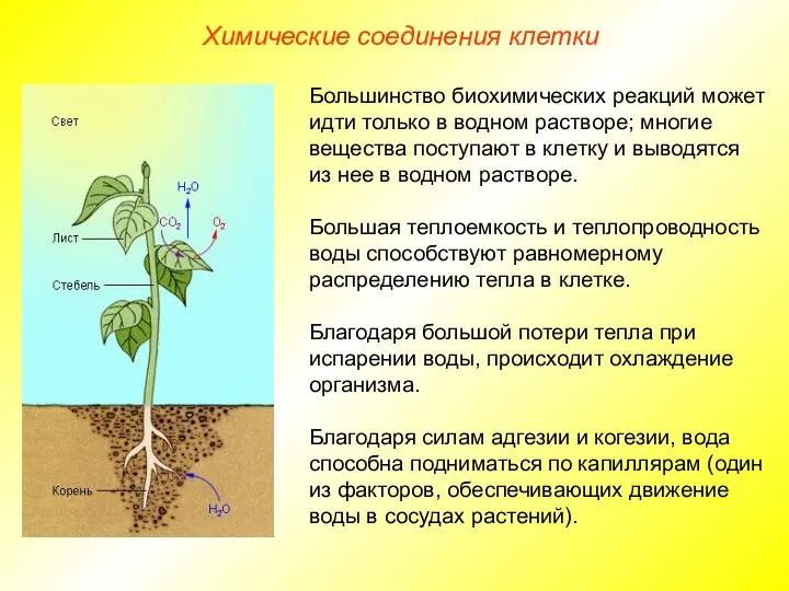 Химические соединения клетки Большинство биохимических реакций может идти только в водном растворе;