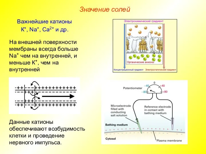 Значение солей Важнейшие катионы К+, Na+, Ca2+ и др. Данные катионы обеспечивают