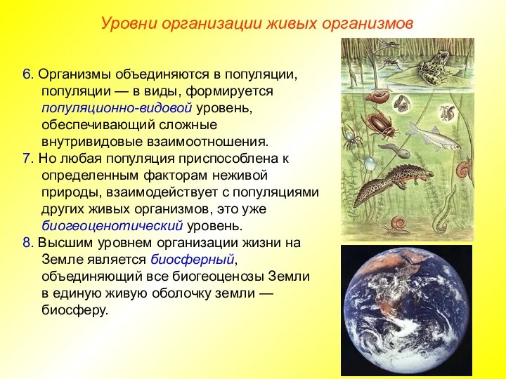 6. Организмы объединяются в популяции, популяции — в виды, формируется популяционно-видовой уровень,