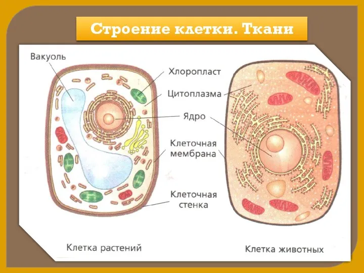 Строение клетки. Ткани