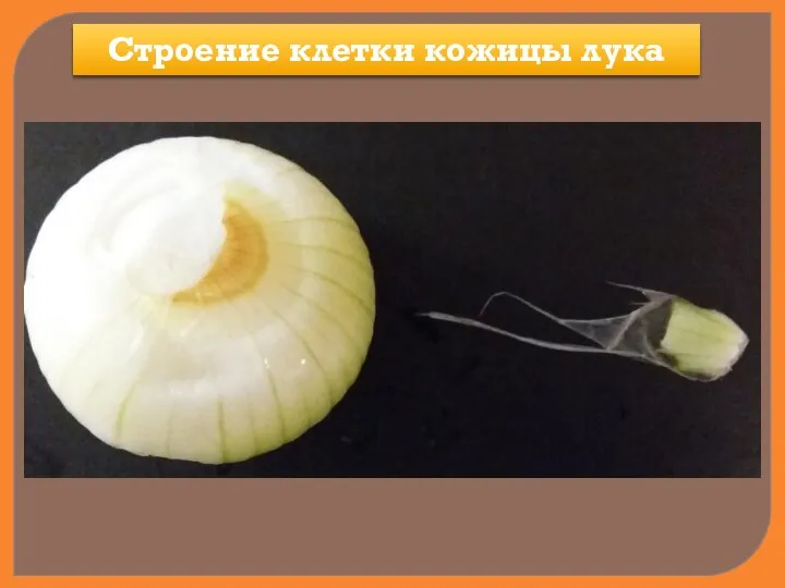 Строение клетки кожицы лука