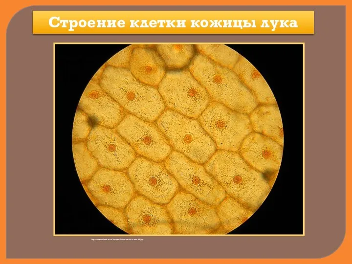 Строение клетки кожицы лука http://www.shvedun.ru/images/fotomicro/vit-onion02.jpg
