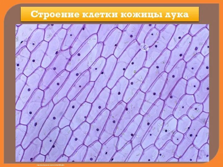 Строение клетки кожицы лука http://pics.livejournal.com/norjat/pic/000cq6bc