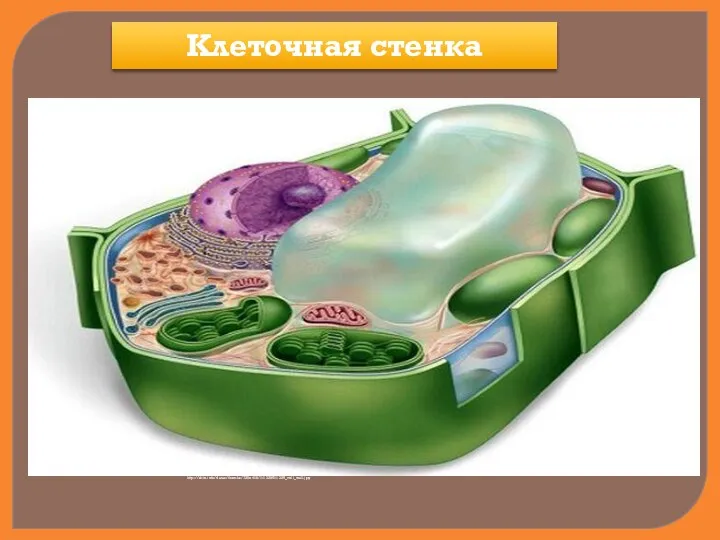 Клеточная стенка http://sbio.info/datas/thumbs/728x410/1-1320511325_cell_wall.jpg