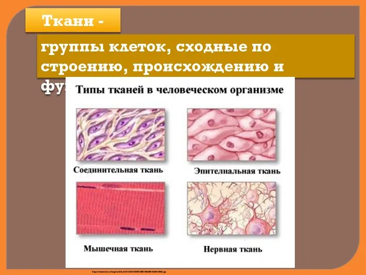 Ткани - группы клеток, сходные по строению, происхождению и функции https://www.calc.ru/imgs/articles3/87/20/41334576d51193c0549.93124524.jpg