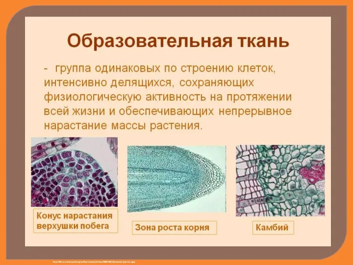 http://5klass.net/datas/biologija/Tkani-rastenij-6-klass/0009-009-Obrazovatelnaja-tkan.jpg