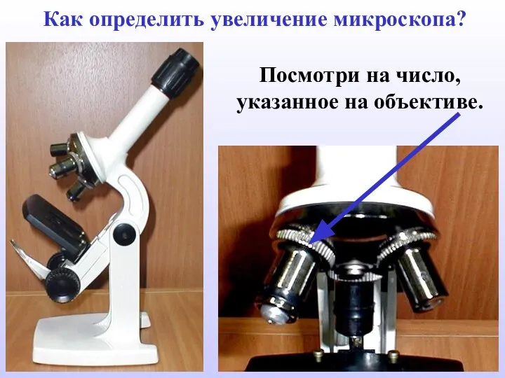 Как определить увеличение микроскопа? Посмотри на число, указанное на объективе.