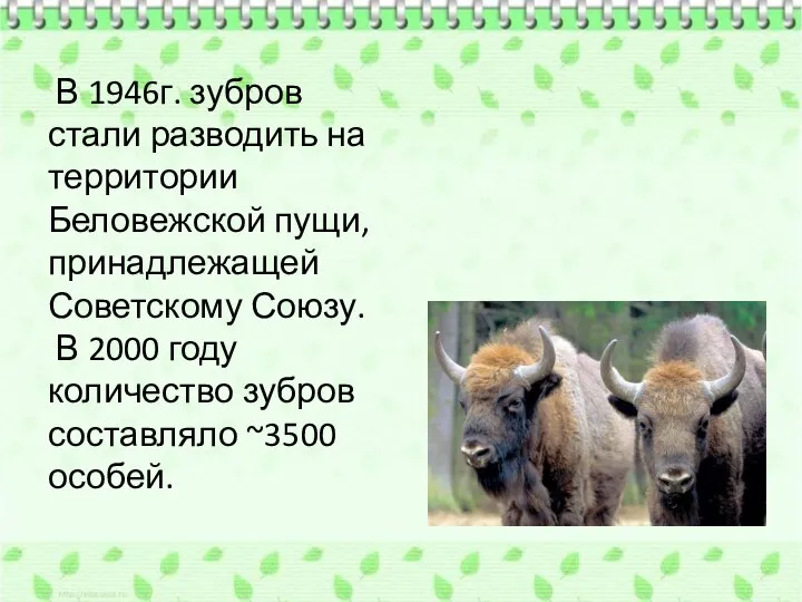 В 1946г. зубров стали разводить на территории Беловежской пущи, принадлежащей Советскому Союзу.