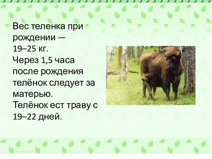 Вес теленка при рождении — 19–25 кг. Через 1,5 часа после рождения