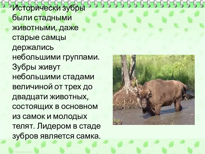 Исторически зубры были стадными животными, даже старые самцы держались небольшими группами. Зубры