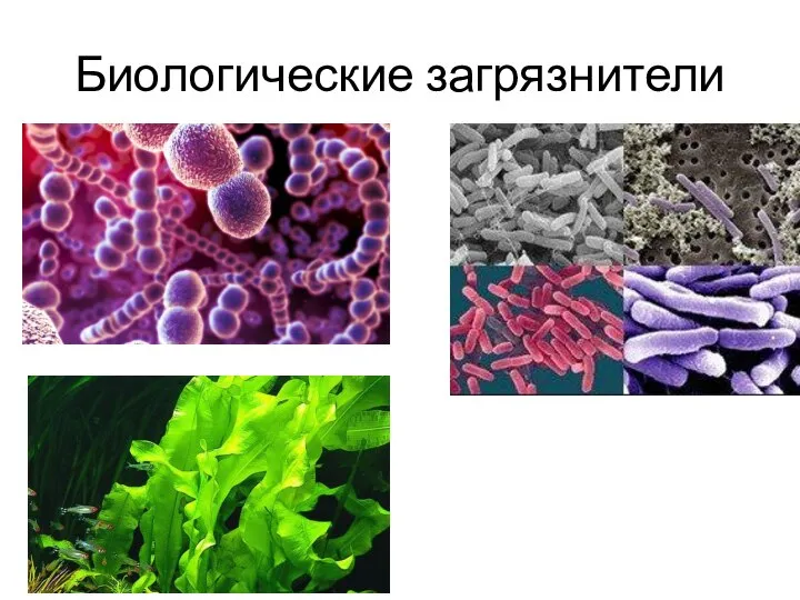 Биологические загрязнители