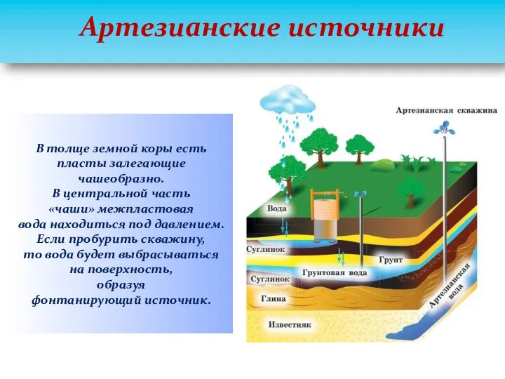 Артезианские источники В толще земной коры есть пласты залегающие чашеобразно. В центральной