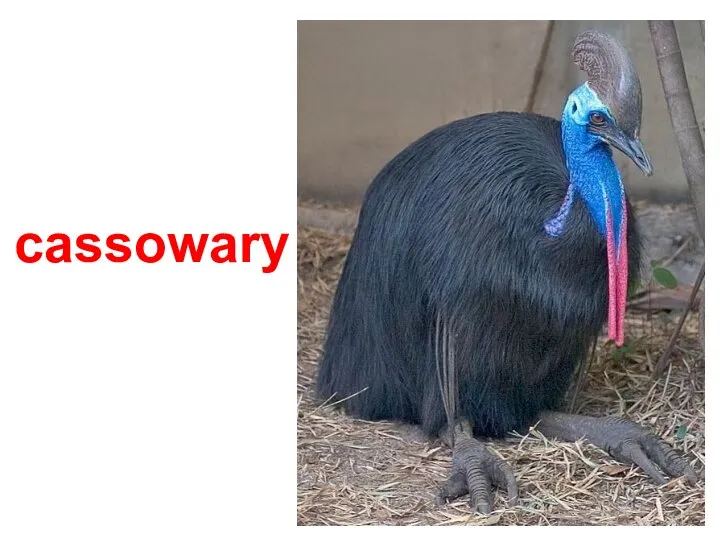 cassowary