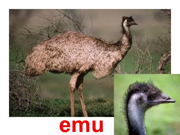 emu