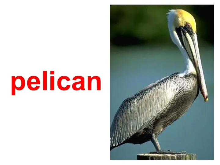 pelican