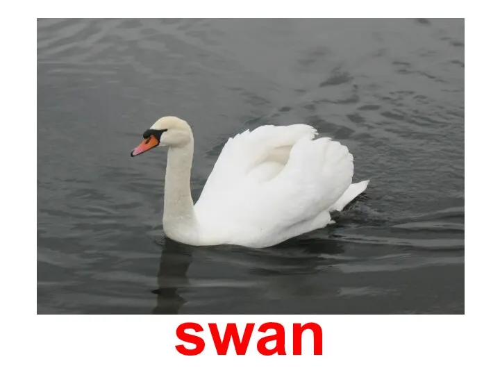 swan