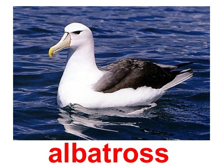 albatross