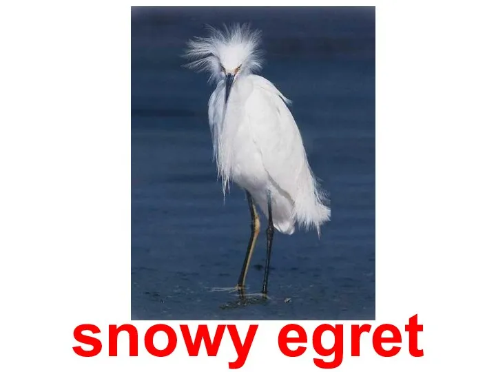 snowy egret