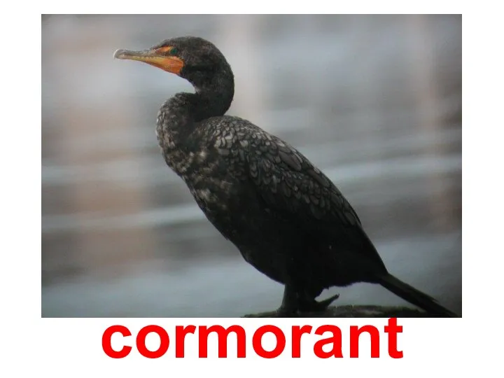 cormorant