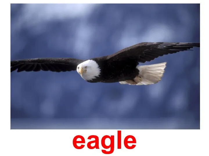 eagle