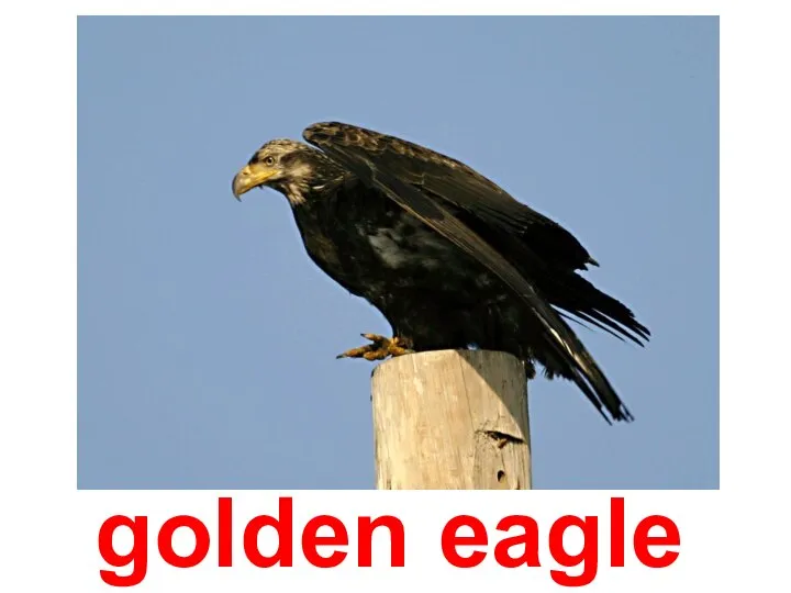 golden eagle