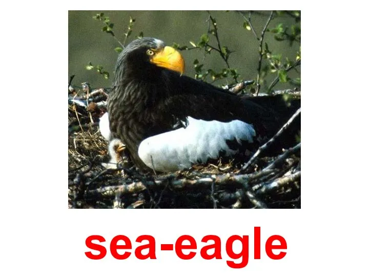 sea-eagle