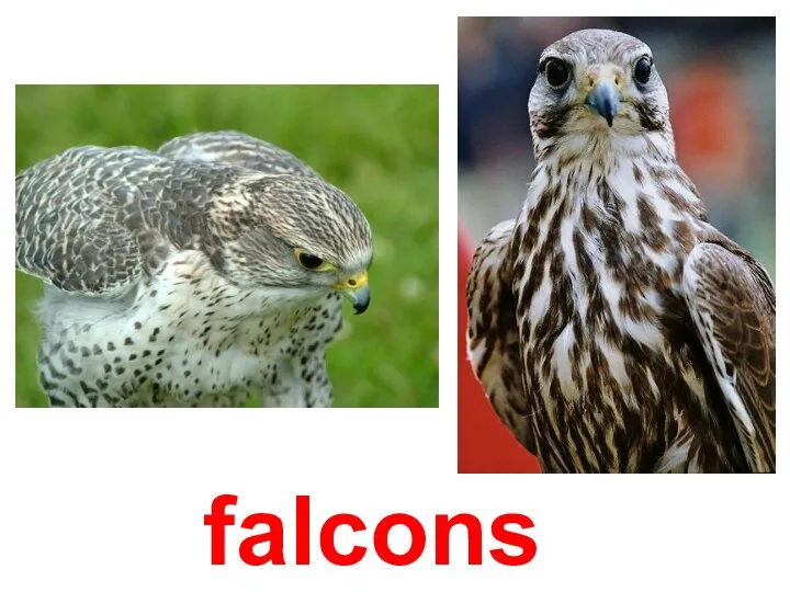 falcons