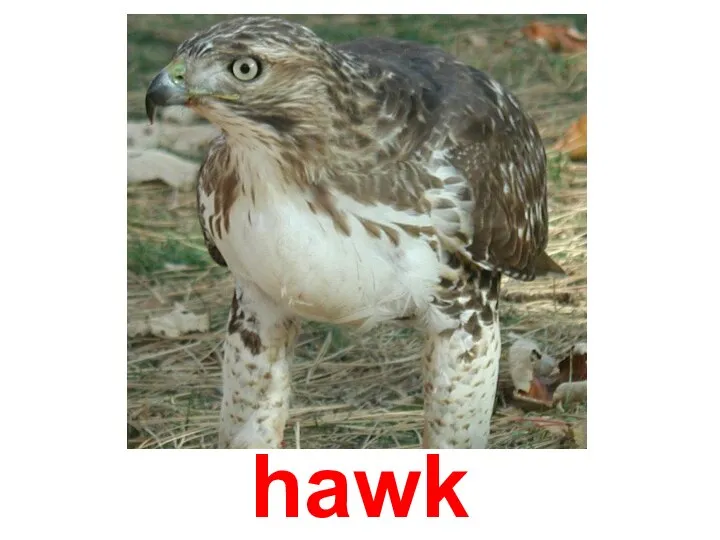 hawk