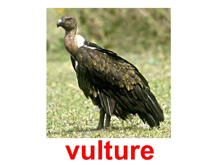 vulture