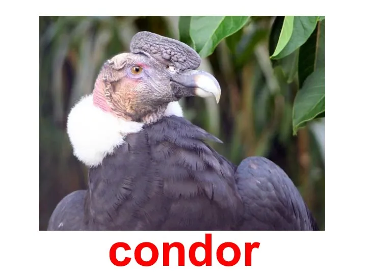 condor