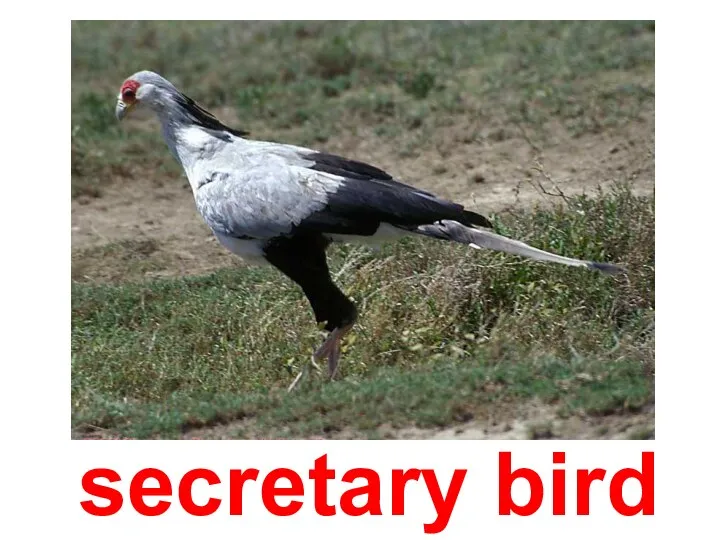 secretary bird